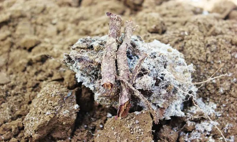 潔匠凈化·的凈工業除臭劑_“農藥污染土壤” 潔匠凈化農藥除臭劑根源除臭顯優勢