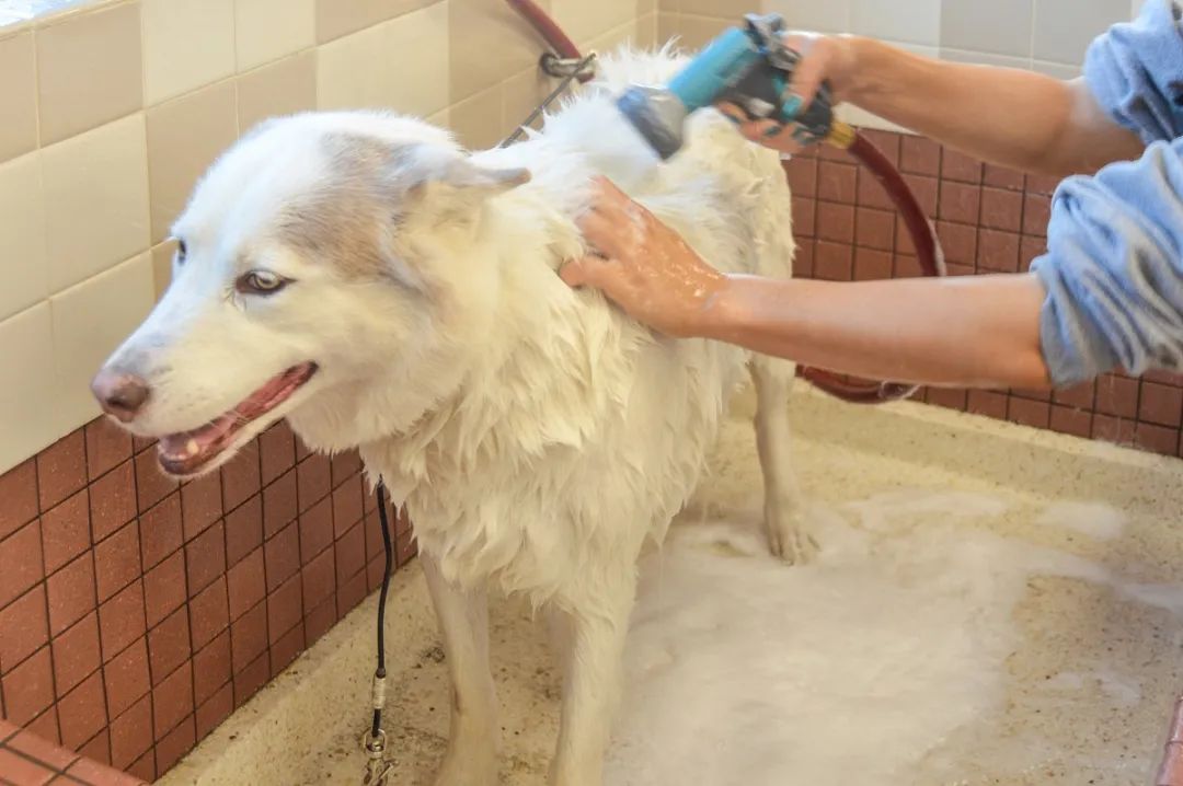 潔匠凈化·的凈工業除臭劑_家中寵物需定期消毒，才能有效避免各種細菌滋生和傳播疾病！